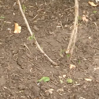 stikkelsbær gjødsel stikkelsbær gjødsel